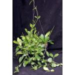 Hoya diversifolia 8-inch pots