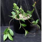 Hoya carnosa 8-inch pots