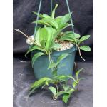 Hoya carnosa cv Krimson Princess 6-inch pots