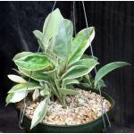 Hoya carnosa cv Tricolor 6-inch pots