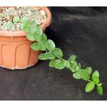 Hoya cummingiana 6-inch pots