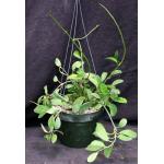Hoya diversifolia 6-inch pots