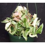 Hoya carnosa cv Hindu Rope (variegated) 6-inch pots