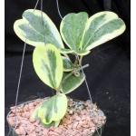 Hoya kerrii (variegate) 6-inch pots