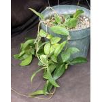 Hoya lacunosa 8-inch pots