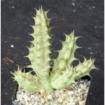 Huernia keniensis var. nairobiensis 2-inch pots