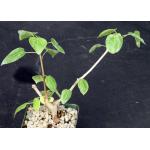 Jatropha cardiophylla 4-inch pots