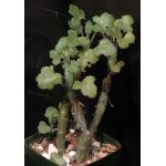 Kleinia articulata 5-inch pots