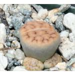 Lithops karasmontana ‘mickbergensis‘ (C168)2-inch pots