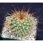 Mammillaria petterssonii 4-inch pots