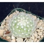 Mammillaria senilis 3-inch pots
