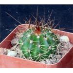 Melocactus erythracanthus 2-inch pots