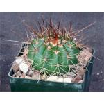 Melocactus erythracanthus 3-inch pots
