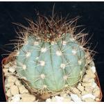 Melocactus azureus 4-inch pots