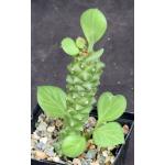 Monadenium ritchiei ssp. ritchiei 5-inch pots
