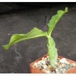 Monadenium arborescens 4-inch pots