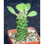 Monadenium ritchiei ssp. ritchiei 4-inch pots