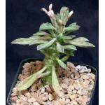 Monadenium stapelioides var. stapelioides 5-inch pots