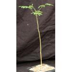 Moringa oleifera 5-inch pots