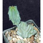 Myrtillocactus geometrizans (crest) 3-inch pots