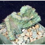 Myrtillocactus geometrizans (crest) 4-inch pots
