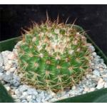 Notocactus roseoluteus 4-inch pots