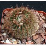 Notocactus schlosseri 4-inch pots