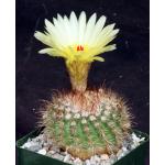Notocactus scopa var. murielli 4-inch pots