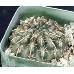Notocactus turecekianus 2-inch pots