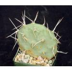 Opuntia sulphurea 4-inch pots