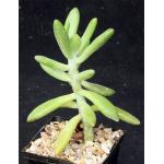 Pachyphytum oviferum 5-inch pots