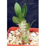 Pachypodium horombense 4-inch pots