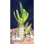 Pachypodium saundersii 3-inch pots
