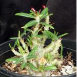 Pachypodium bispinosum x succulentum one-gallon pots
