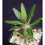 Pachypodium rosulatum 4-inch pots