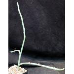 Pedilanthus macrocarpus 5-inch pots