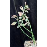 Pedilanthus tithymaloides ssp. smallii (variegated) one-gallon p