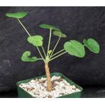 Pelargonium cotyledonis 4-inch pots