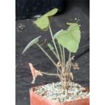 Pelargonium quinquelobatum 3-inch pots