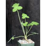 Pelargonium quinquelobatum 4-inch pots