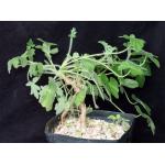 Pelargonium quinquelobatum one-gallon pots