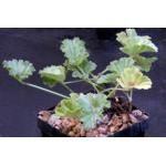 Pelargonium mollicomum 4-inch pots