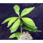 Pereskia grandiflora ssp. violacea 4-inch pots