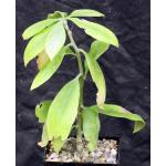 Pereskia grandiflora ssp. violacea 5-inch pots