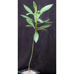 Plumeria subsessilis one-gallon pots