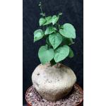 Pyrenacantha malvifolia 8-inch pots
