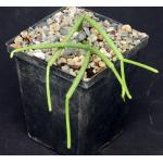 Rhipsalis grandiflora 5-inch pots