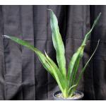 Sansevieria hyacinthoides 2-gallon pots
