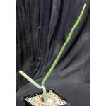 Sarcostemma viminale ssp. crassicaule (WY 1037) 5-inch pots