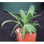 Scilla paucifolia 3-inch pots